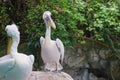 Hoshi Bashi pelicans stand on the rocks