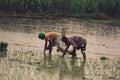 Hoshiarpur Punjab India 06 16 2021 Labour working in the fields growing paddy