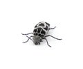 Hoshihananomia octopunctata - eight spotted flower tumbling beetle, grey and black colors only. Isolated on white background