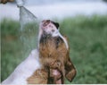 Hosing Down the Dog Royalty Free Stock Photo