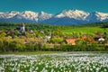 Hosman village with daffodils field and snowy mountains, Transylvania, Romania Royalty Free Stock Photo