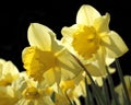 Beautiful Host of Golden Daffodils Royalty Free Stock Photo