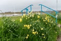 A host of golden daffodils and blue painted decorative handrails by the shore in Ravenglass, UK