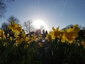 A Host of Golden Daffodils