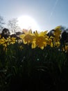 A Host of Golden Daffodils