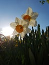 A Host of Golden Daffodils