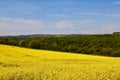 A Host of golden oil seed rape.