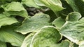 Host leaves after rain with water drops macro Royalty Free Stock Photo