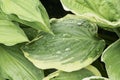 Host leaves after rain with water drops. Macro panorama.