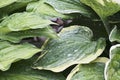 Host leaves after rain with water drops. Macro panorama. Royalty Free Stock Photo