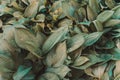 Host leaves after rain with water drops. Variegated yellow-green leaves of the host form a beautiful pattern. Background from leav Royalty Free Stock Photo