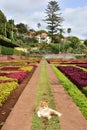 A host of Madeira botanical garden - ginger-ish cat