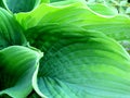 Hosta Royalty Free Stock Photo