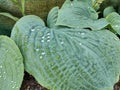 Large Hosta Leaf With Water Droplets