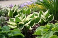 Hosta Royalty Free Stock Photo