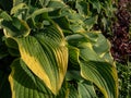 Hosta \'Abba dabba do\' with dark green, long, lance-shaped and slightly twisted leaves with light gold margins Royalty Free Stock Photo