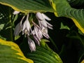 Hosta \'Abba dabba do\' with lance-shaped and slightly twisted leaves with light gold margins flowering with pal Royalty Free Stock Photo