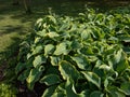 Hosta \'Abba dabba do\' with dark green, long, lance-shaped and slightly twisted leaves with light gold margins Royalty Free Stock Photo