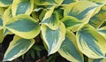 Hosta autumn frost variety