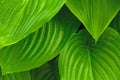 Green spring summer tropical background. Hosta plant Royalty Free Stock Photo