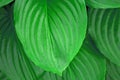 Green summer tropical background. Hosta plant Royalty Free Stock Photo