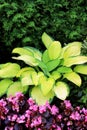 Hosta and begonias Royalty Free Stock Photo