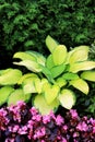 Hosta and begonias