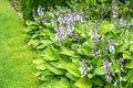 Hosta blossom, Group of flowering plants Royalty Free Stock Photo