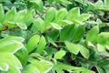 Hosta boarder flowers front view Royalty Free Stock Photo