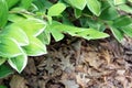 Hosta boarder flowers front view Royalty Free Stock Photo