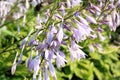 Hosta boarder flowers Royalty Free Stock Photo