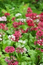 Hosta and Candelabra Primrose blossom