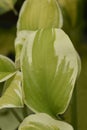 Hosta Delta Dawn Royalty Free Stock Photo
