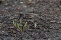 Hosta, emerging plants. Germinating bulb plants, spring in the garden. Earth sprinkled with bark