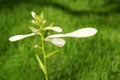 fragrant plantain lily Royalty Free Stock Photo