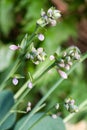Hosta flower closeup