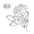 Hosta flower, Coloring book, Graphic flowers, Illustration, Raster illustration, Isolated on white