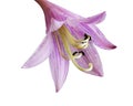 Hosta flower head