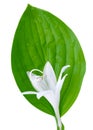 Hosta flower and leaf