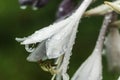 Hosta flower after rain with dew drops