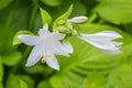 Hosta flowers on a blurred background of leaves close-up