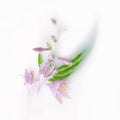 Hosta flowers and leaves in a milk bath. Conceptual photography: purity, tenderness, body care. Copy space, flat lay. Greeting