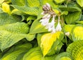 Hosta Flowers And Plant Leaves