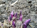 Hosta foliage plants in the spring. Hostas young shoots. Royalty Free Stock Photo