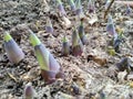 Hosta foliage plants in the spring. Hostas young shoots. Royalty Free Stock Photo