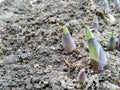 Hosta foliage plants in the spring. Hostas young shoots. Royalty Free Stock Photo