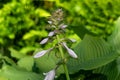 Hosta (Frances Willians) plantain lily Royalty Free Stock Photo