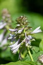 Hosta (Frances Willians) plantain lily Royalty Free Stock Photo