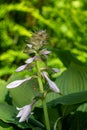 Hosta (Frances Willians) plantain lily Royalty Free Stock Photo