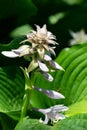 Hosta (Frances Willians) plantain lily Royalty Free Stock Photo